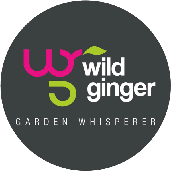 Wild Ginger